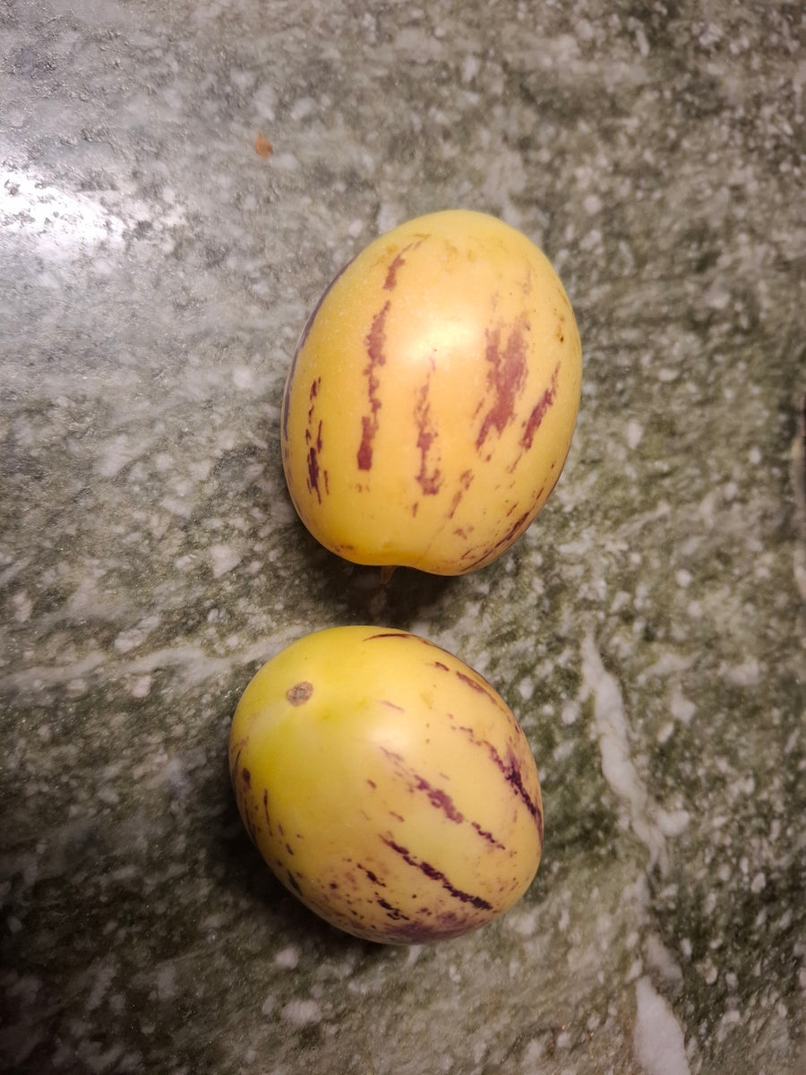 Melonenbirne Samen Winterhart 100 Stk  Pepino Solanum Muricatum, Exotische  Sulenobst Pflanze Fr Garten & Balkon