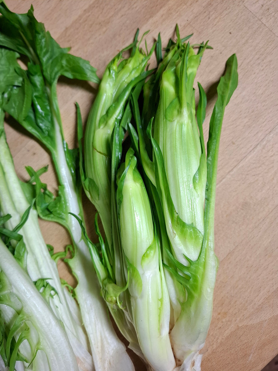 puntarelle saatgut Puntarelle (Vulkanspargel)