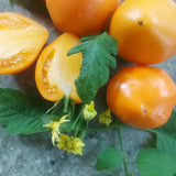 -0297- ﻿„Oranges Ochsenherz“