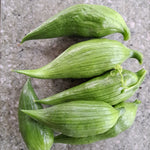 Inkagurke, Cyclanthera petata, Samen 6Korn