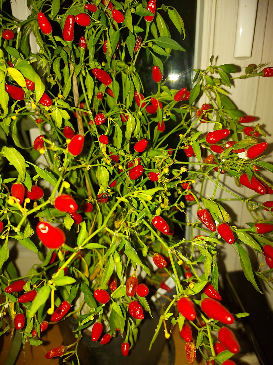 Chili 