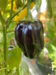 Paprika "Hungaria Black"