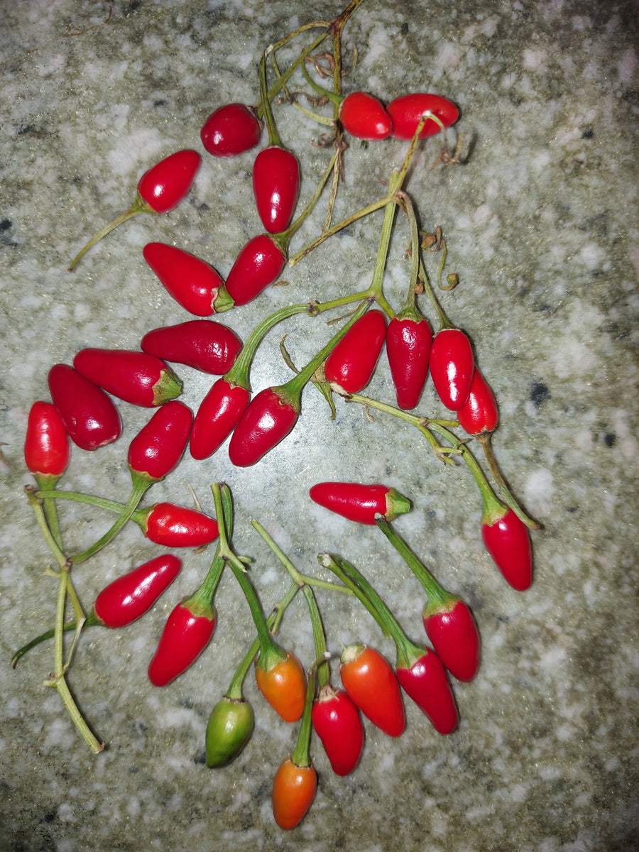 Chili 