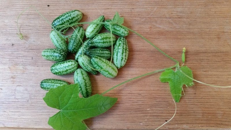 Semi Di Mini Cetriolo Messicano (Melothria Scabra) - 10 Semi | Per Orto, Crescita Fino A 200 Cm | Ideali Per Insalate