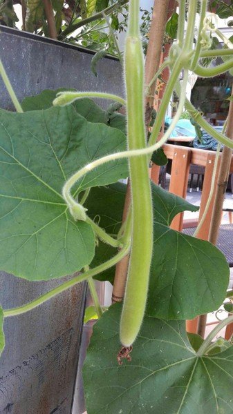 Schlangenzucchini/Kalebasse – michestomatenvielfalt.com