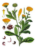 Ringelblume