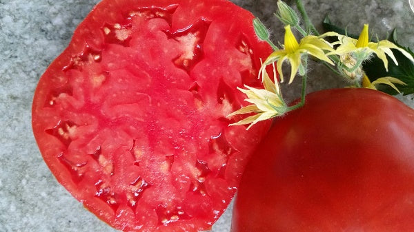 saatgut ochsenherztomaten 6er Samenset 