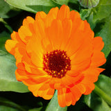 Ringelblume