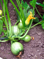 Zucchini „Tondo chiara di Nizza“ 5-6 Samen