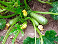 Zucchini „Temprano de Argelia“ 5-6 Samen