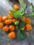 Chili "Brasileiro Tres Lobos" Schärfe 6-7