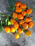 Chili "Brasileiro Tres Lobos" Schärfe 6-7