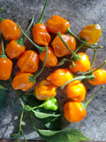 Chili "Brasileiro Tres Lobos" Schärfe 6-7