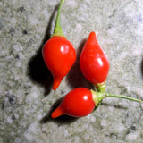 Chili "Biquinho Vermello"