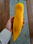 Russische Riesenspitzpaprika Gelb