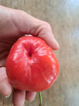 Apfelchili "Rocoto Manzana Rojo"
