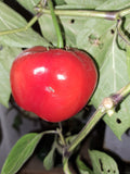 Apfelchili "Rocoto Manzana Rojo"