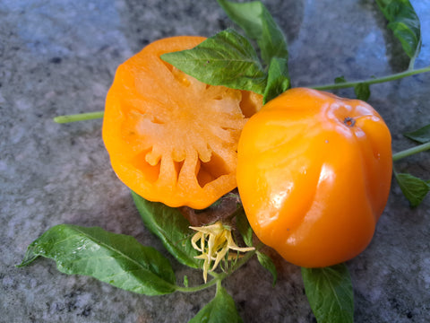 -1327- "Mistico Verna"