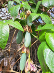 Bananenmaracuja "Passiflora mollissima"