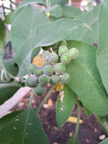 Wollblütiger Nachtschatten "Solanum mauritianum"