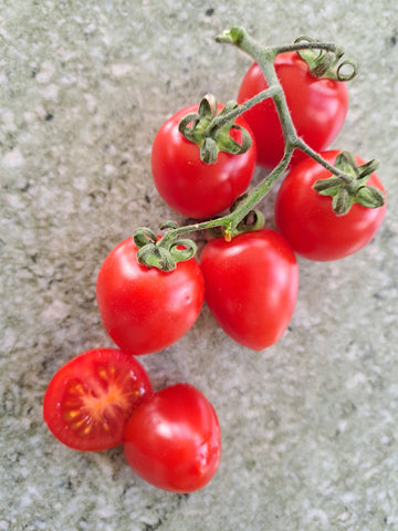 -1444- "Cherry Plum Red"