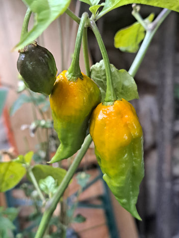 Chili "Naga Morich"