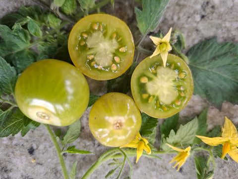 -1373- "Beetle Juice"