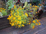 Gewürztagetes