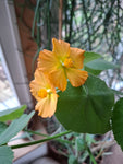 Abutilon (theophrasti)