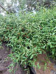 Kletternder Salzbusch "Chenopodium nutans"