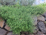 Kletternder Salzbusch "Chenopodium nutans"