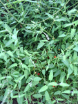 Kletternder Salzbusch "Chenopodium nutans"