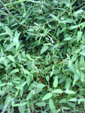 Kletternder Salzbusch "Chenopodium nutans"