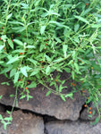 Kletternder Salzbusch "Chenopodium nutans"