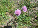 Ackerwitwenblume