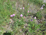 Ackerwitwenblume