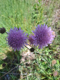 Ackerwitwenblume