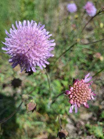 Ackerwitwenblume