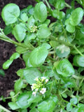 Brunnenkresse