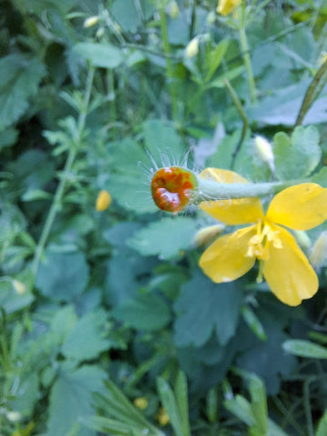 Schöllkraut "Chelidonium Majus"