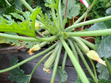Zucchini „Alberello“ 5-6 Samen