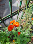 Habichtskraut "Emilia Coccinea Scarlet"
