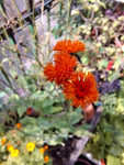 Habichtskraut "Emilia Coccinea Scarlet"
