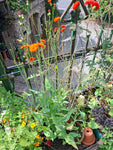Habichtskraut "Emilia Coccinea Scarlet"
