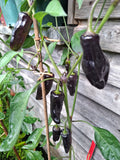 Chili "Tazmanian Black" Schärfe 6