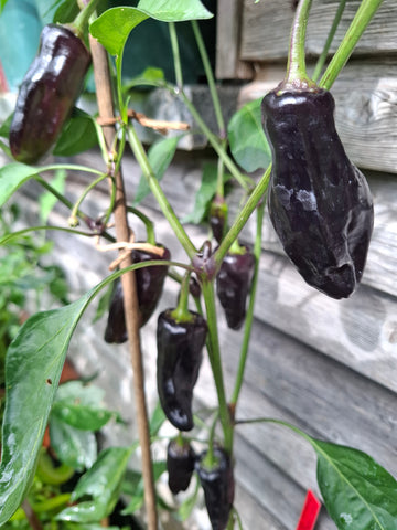 Chili "Tazmanian Black" Schärfe 6