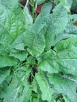 Wiesensalbei Blauer