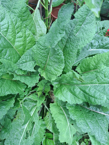 Wiesensalbei Blauer