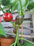 Chili "Ballito"
