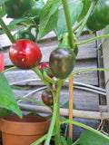 Chili "Ballito"